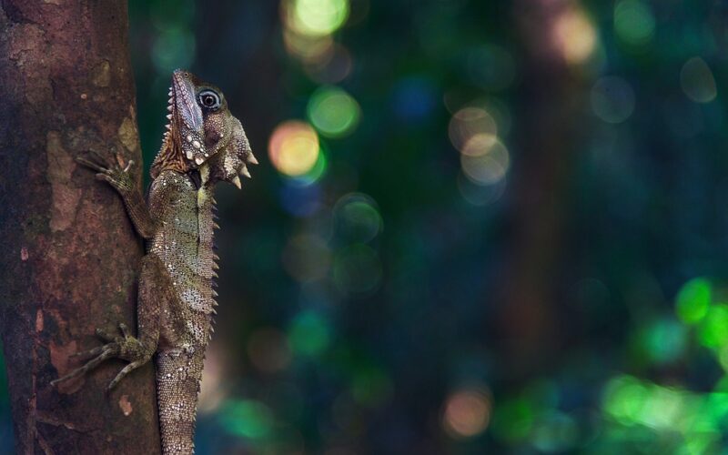 Madagaskar patří k nejatraktivnějším lokalitám. Co jste o něm nevěděli?