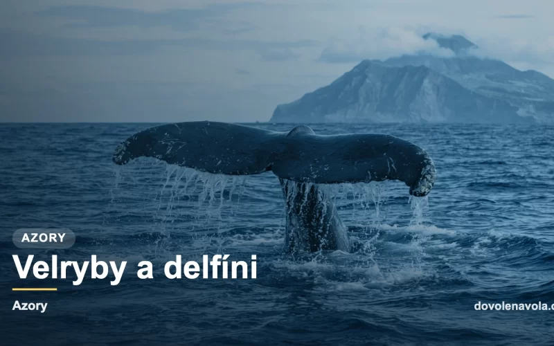 Pozorování velryb u Azor, náhledová karta