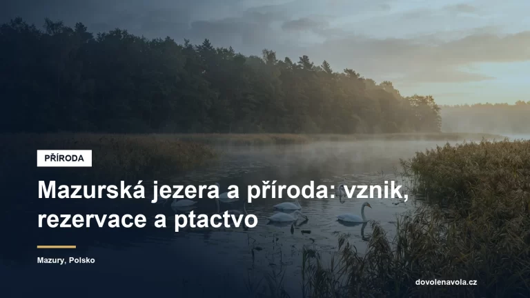 Mělké mazurské jezero s rákosím a labutěmi za svítání