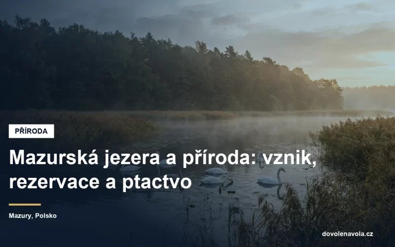 Mělké mazurské jezero s rákosím a labutěmi za svítání